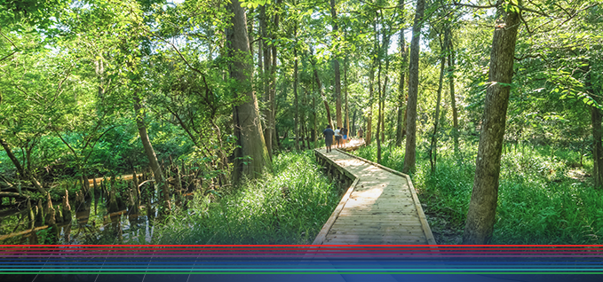 people walking on a wooden bridge in the forest