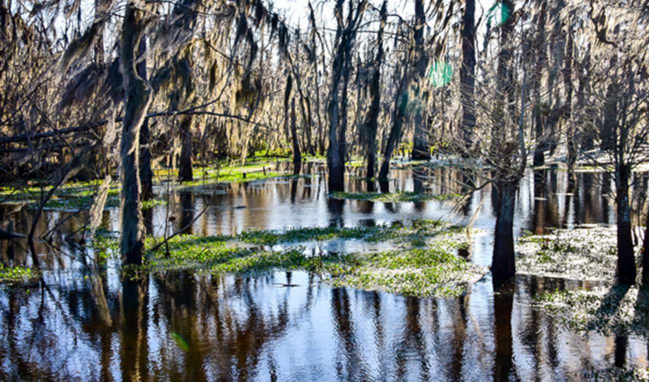 Louisiana marshland