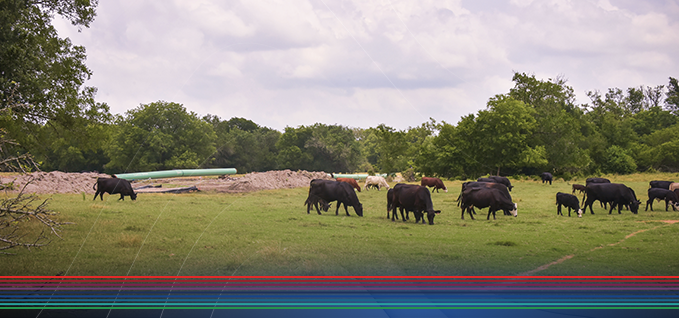 Cows grazing in a field near a pipeline project